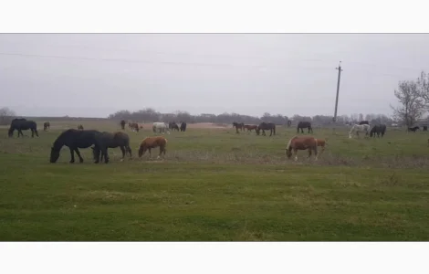 Продаю коней, кобыл и жеребят