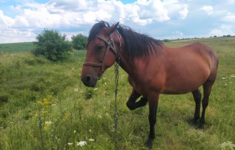 Продается рабочая кобыла