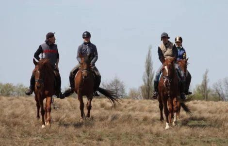 Денники для ваших коней в оренду