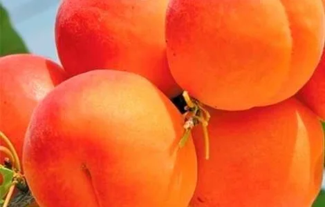 Абрикос Кіото - самоплідний сорт з високою врожайністю