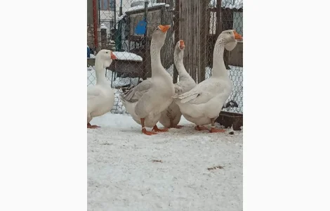 Яйця гусей холмогор