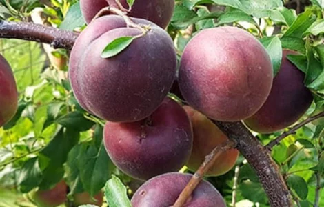 Саджанці абрикоса Чорний Принц - 2-річний