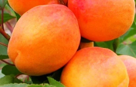 Саджанці абрикоса Фардао - 2-річний