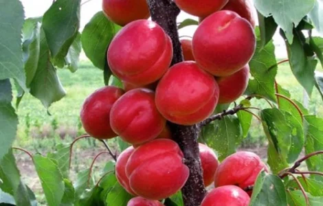 Саджанці абрикоса Біг-Ред - 2-річний