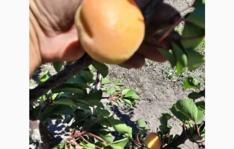 Продам саджанці абрикоса