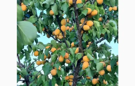 Продам саджанці абрикоса