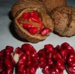 Саженцы и черенки ореха сорта Роберт Ливермор(красный)