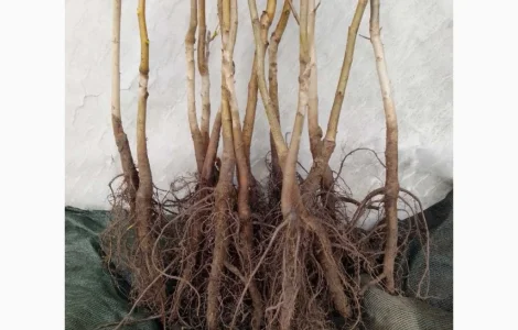 Саджанці та черенки для щеплення горіха Пекан