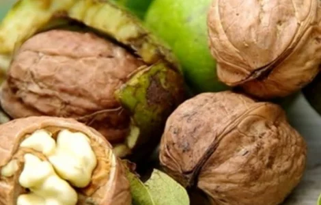 Саджанці грецького горіха Астахівський (привитий)