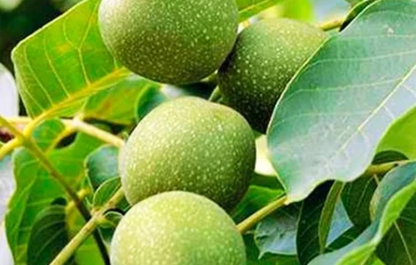 Саджанці грецького горіха Великан - 2 річний (привитий)