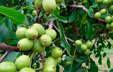 Саджанці грецького горіха Алтай 2 річний (привитий)