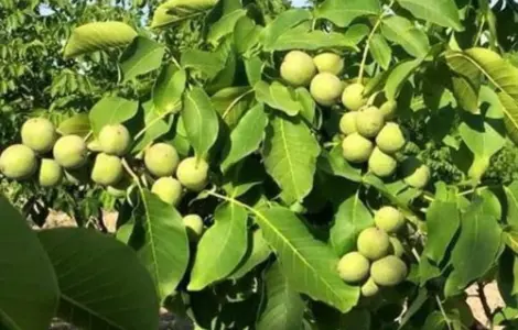 Саженцы грецкого ореха Иван Багряный - 2 летний (привитый)