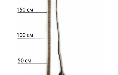 Саджанці грецького горіха Астахівський - 3-річний
