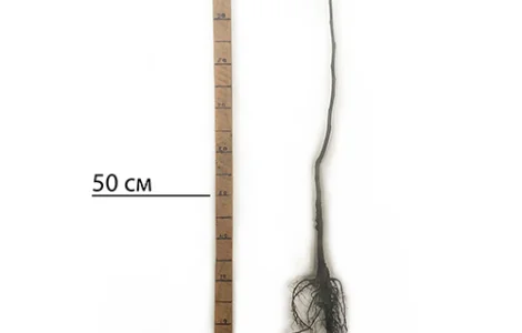 Саджанці грецького горіха Астахівський - 1-річний