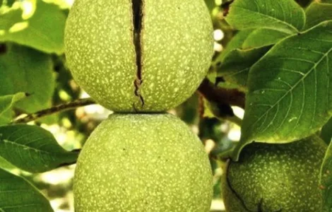 Саджанці грецького горіха Буковинський 2 - 2-річний