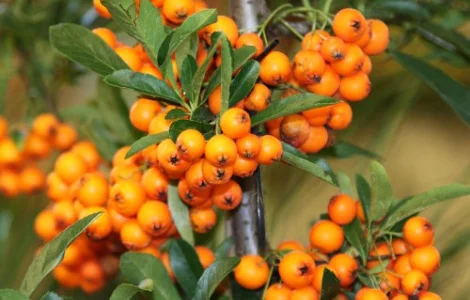 Саджанці обліпихи Адам+Єва (пара)