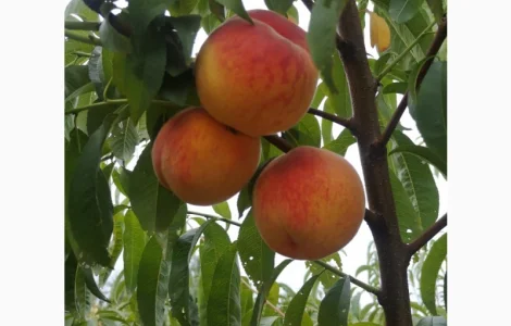 Саджанці персика