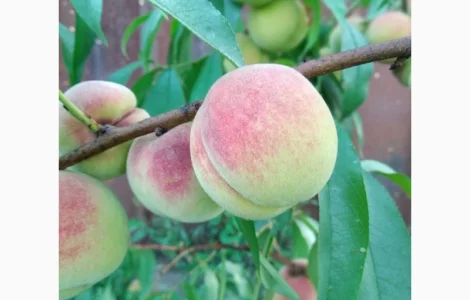 Саженцы персика Хасанский клон Железова