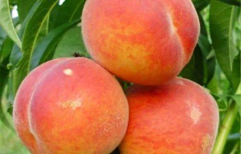 Саджанці персика Вайн Голд Т3 - 2-річний