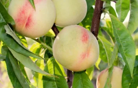 Саджанці персика Білий Лебідь - 2-річний