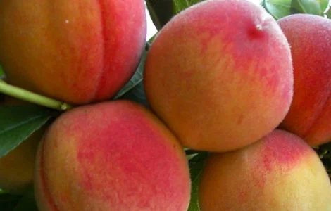 Саджанці колоновидного персика Тотем Садівника