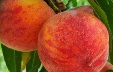 Саджанці колоновидного персика Штайнберг