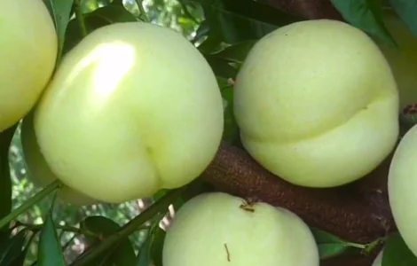 Саджанці персика Айс Піч - 2-річний