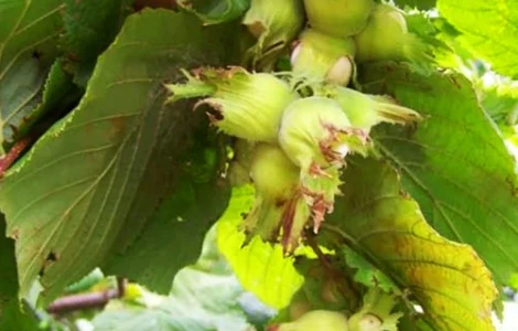 Саджанці фундука Боровський (сіянець) - 2-річний