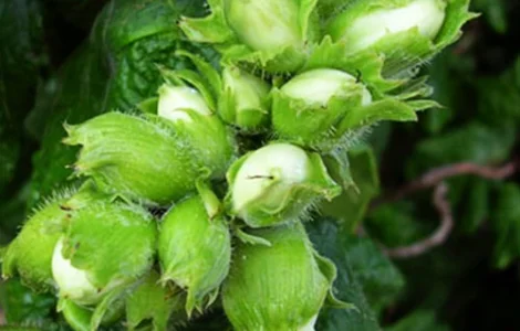 Саджанці фундука Вебба Цінний - 2-річний