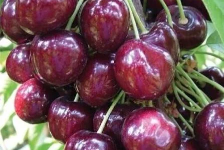 Черешня Стакатто