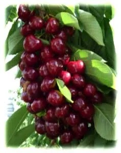 Продаємо саджанці черешні СВІТХАРТ