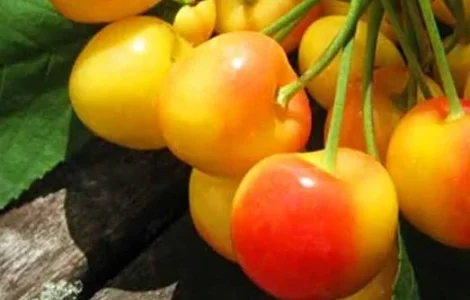 Саджанці черешні Rainer