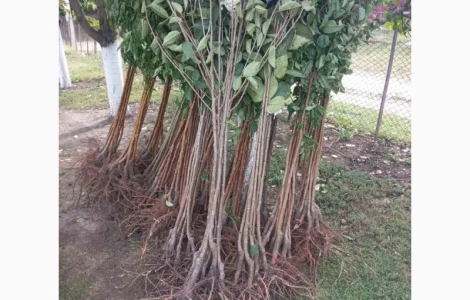 Саженцы черешни оптом в Черновцах