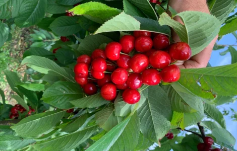 Продам саджанці черешень