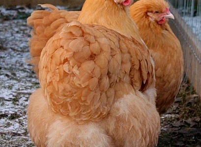 Інкубаційні яйця Орпінгтон палевий та Кохінхін чорний