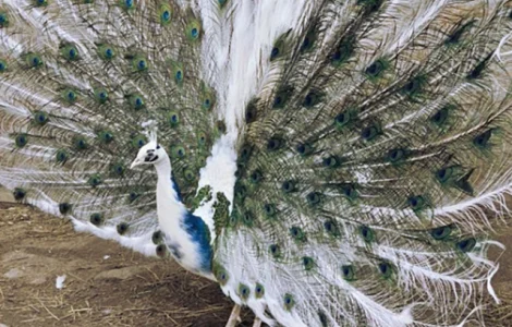 Інкубаційне яйце Павлін.Павич