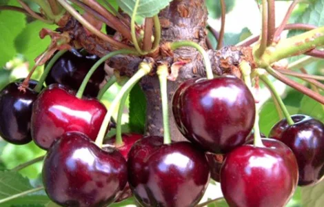 Саджанці черешні Бігарро Бурлат - 2-річний