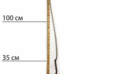 Саджанці черешні Великоплідна - 1-річний