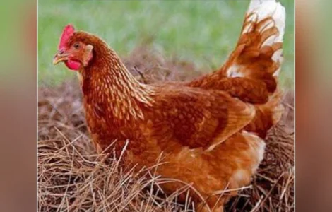 Кури несушки Ломанн Браун 4