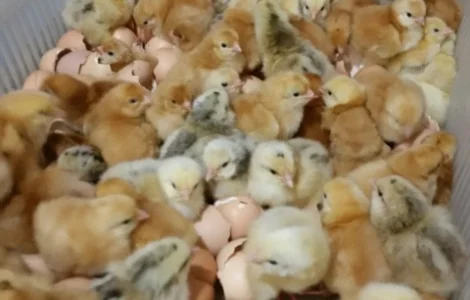 Цыплята Курчата бройлеры 19