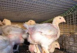 Бройлер 5-тинедельный