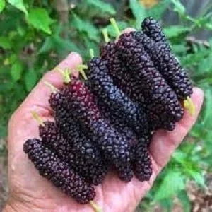 Черенки китайской шелковицы для прививки или укоренения