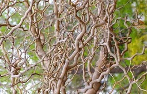 Саженцы звивистой шелковицы Тортуоза