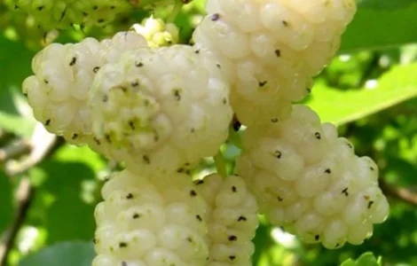 Саджанці шовковиці Біла Леді (привита) - 2-річний