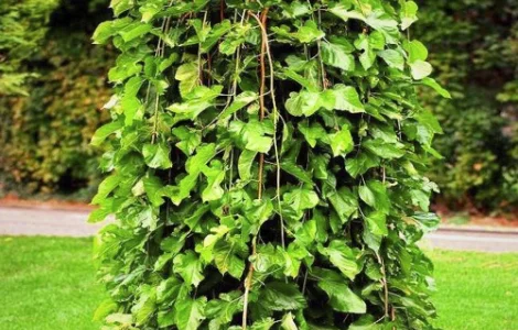 Саджанці плакучої шовковиці на штамбі Шепіт Вітру