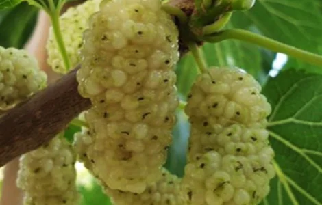 Саджанці шовковиці Вікторія (привита) - 2-річний