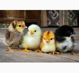 Продам Цыплят мясо яичной породы 04/26г