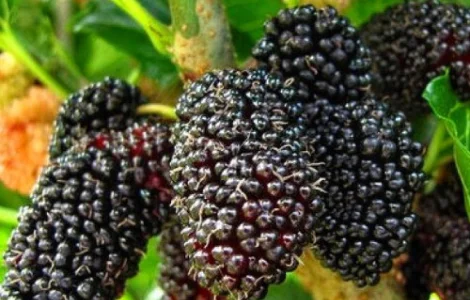 Саджанці шовковиці Шеллі - 2-річний (привита)