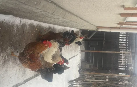 Продам Петухов мясояичной породы 6 месяцев = 400 гривен