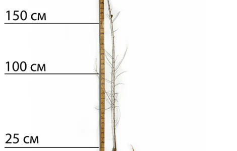 Саджанці шовковиці Шеллі - 2-річний